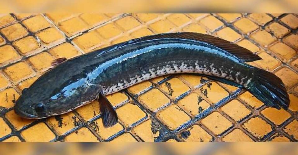 Ikan gabus, ikan lokal dengan segudang manfaat (Foto: Wie146/WikiemdiaCommons)