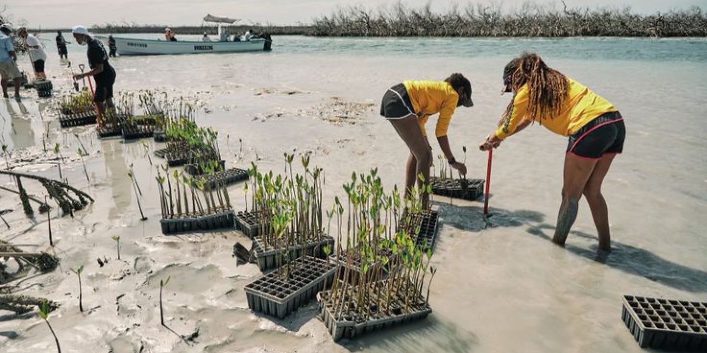 Komunitas Mangrove (Pinterest: gardenandgun.com)