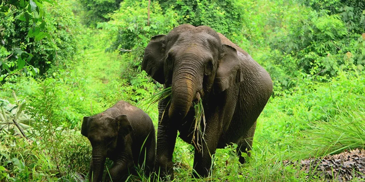 FOTO: Taman Nasional Tesso Nilo (sumber: Rahmi Carolina/Mongabay Indonesia)
