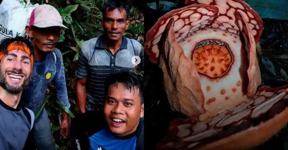 FOTO: Penemuan Bunga Rafflesia hasseltii oleh 3 Peneliti WNI dan Chris Thorogood (sumber: illustrating botanist)