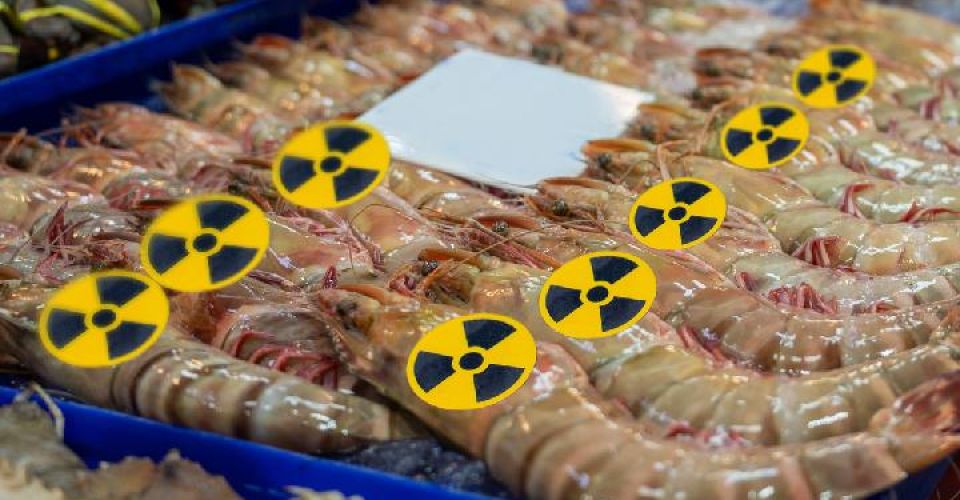 FOTO: Ilustrasi Udang Indonesia telah Terkontaminasi Cesium-137 (sumber: shutterstock)