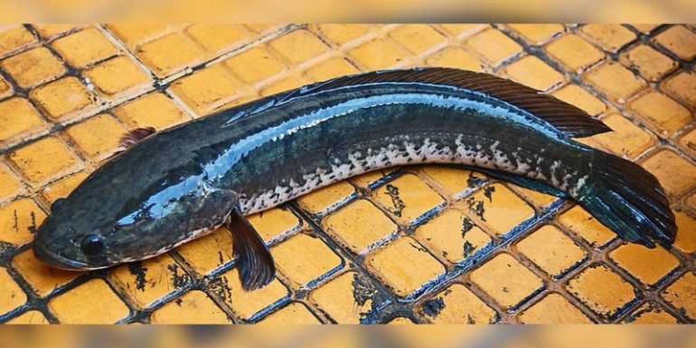 Ikan gabus, ikan lokal dengan segudang manfaat (Foto: Wie146/WikiemdiaCommons)